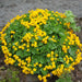 Caltha palustris (Marsh Marigold)