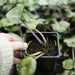 Caltha palustris (Marsh Marigold)