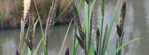 carex acutiformis slender sedge marginal pond plants mp021