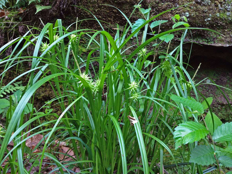 carex grayi mace sedge marginal pond plants mp022