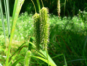 carex pseudocyperus cyperus sedge marginal pond plants mbp025