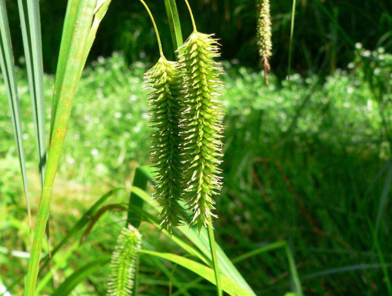 carex pseudocyperus cyperus sedge marginal pond plants mbp025