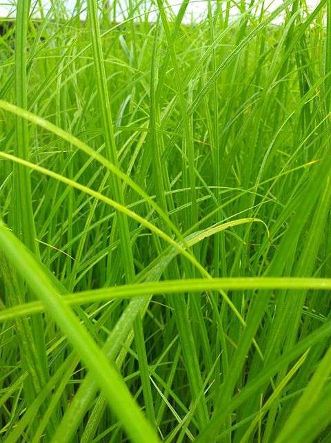carex riparia greater pond sedge marginal pond plants mp027