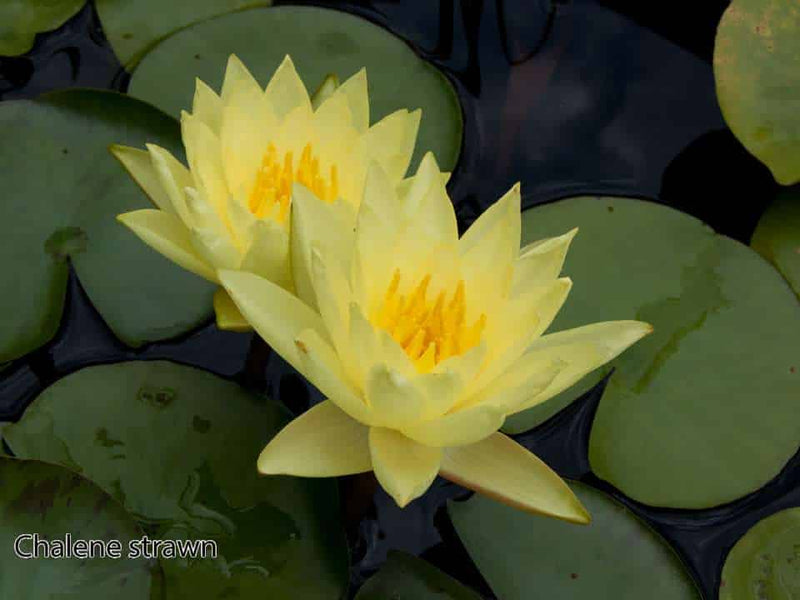 Nymphaea 'Chalene Straw'