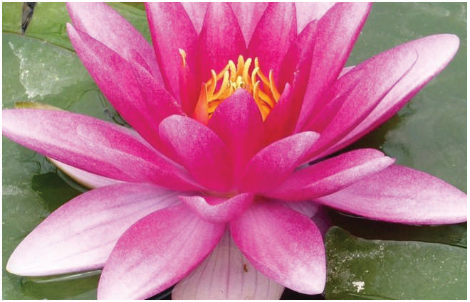 Nymphaea 'Charles de Meurville'