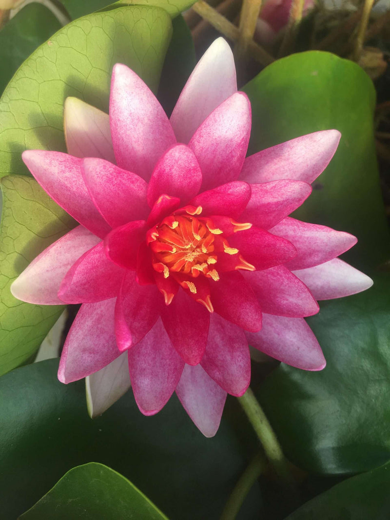 Nymphaea 'Charles de Meurville'
