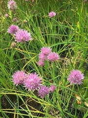 allium schoenoprasum chives marginal pond plants bp005