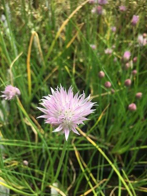 allium schoenoprasum chives marginal pond plants bp005
