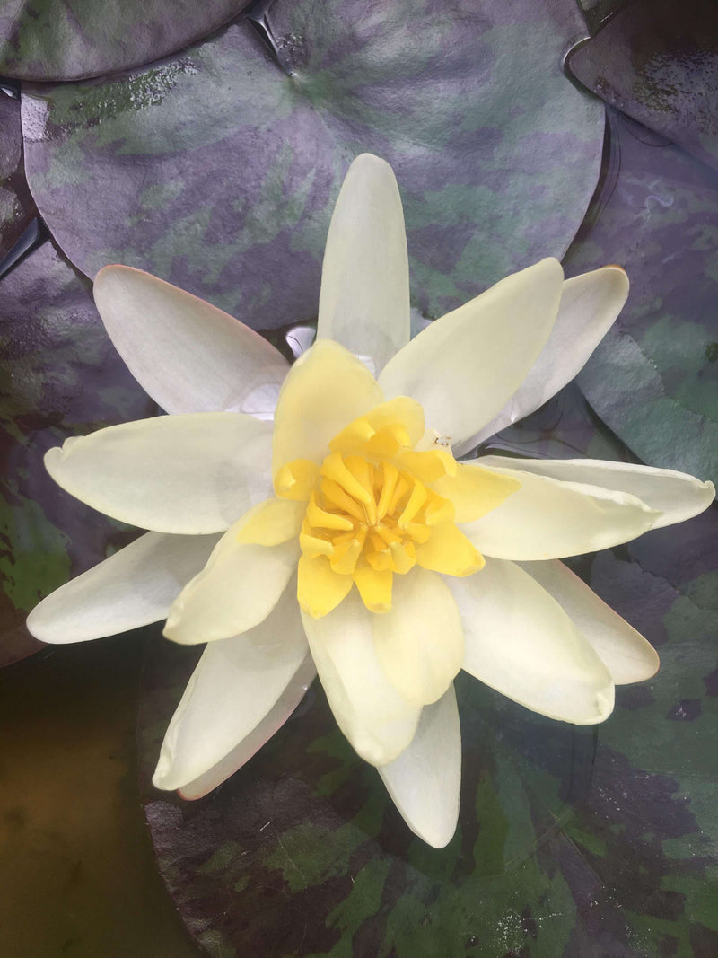 Nymphaea 'Chromatella'