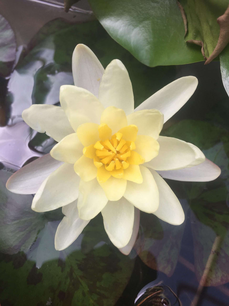 Nymphaea 'Chromatella'