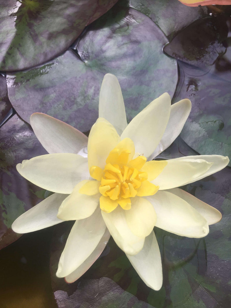 Nymphaea 'Chromatella'