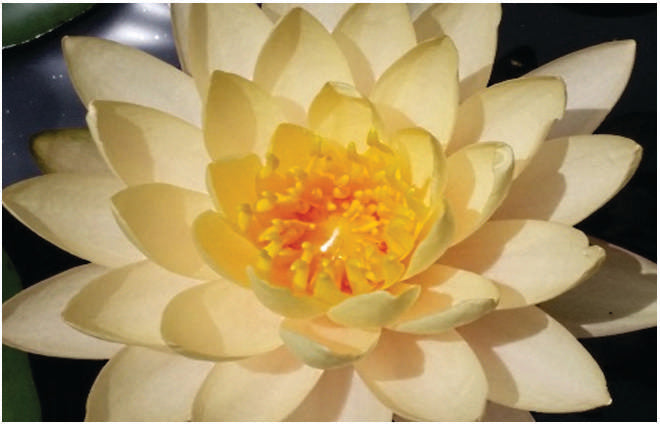 Nymphaea 'Clyde Ikins'