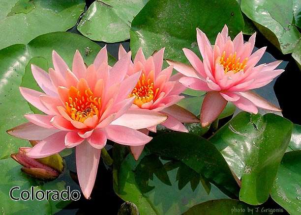 Nymphaea 'Colorado'