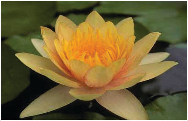 Nymphaea 'Comanche'