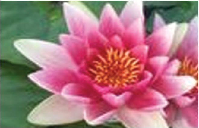 Nymphaea 'Conqueror'