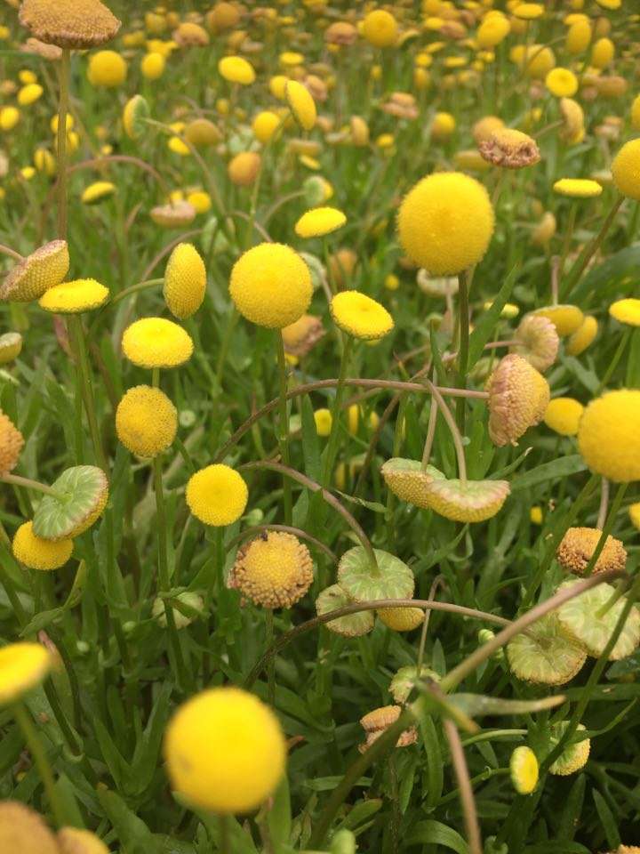 cotula coronopifolia brass buttons marginal pond plants mp028