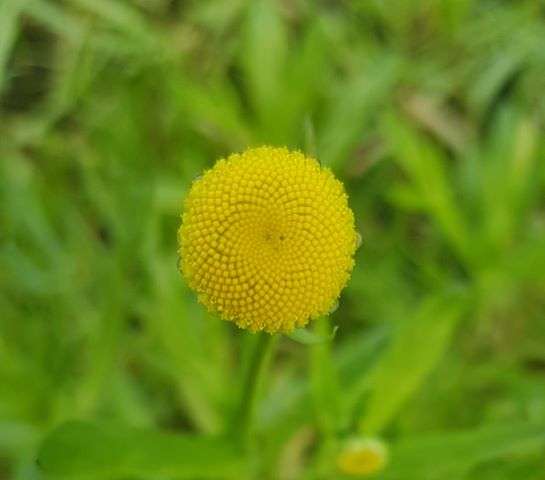 cotula coronopifolia brass buttons marginal pond plants mp028