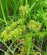 cyperus alternifolius involucratus umbrella palm marginal pond plants mp029