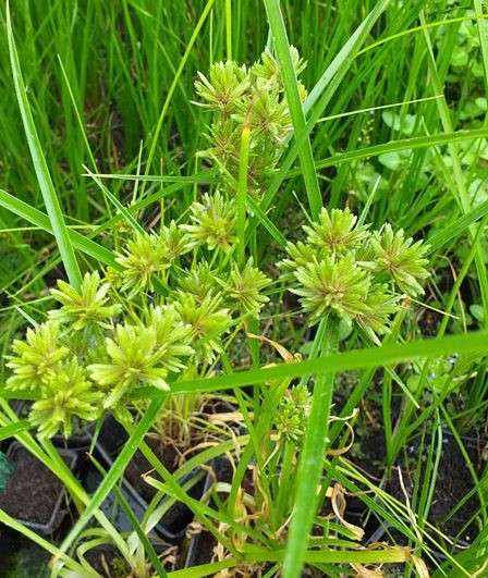 cyperus alternifolius involucratus umbrella palm marginal pond plants mp029