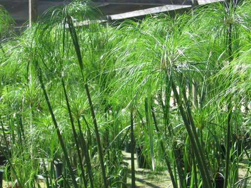 cyperus papyrus egyptian paper rush marginal pond plants bp030