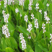 pontederia cordata alba white pickerel weed marginal pond plants mp093