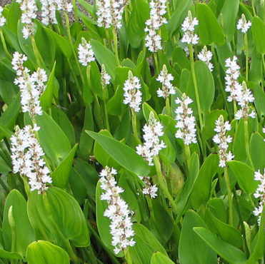 pontederia cordata alba white pickerel weed marginal pond plants mp093