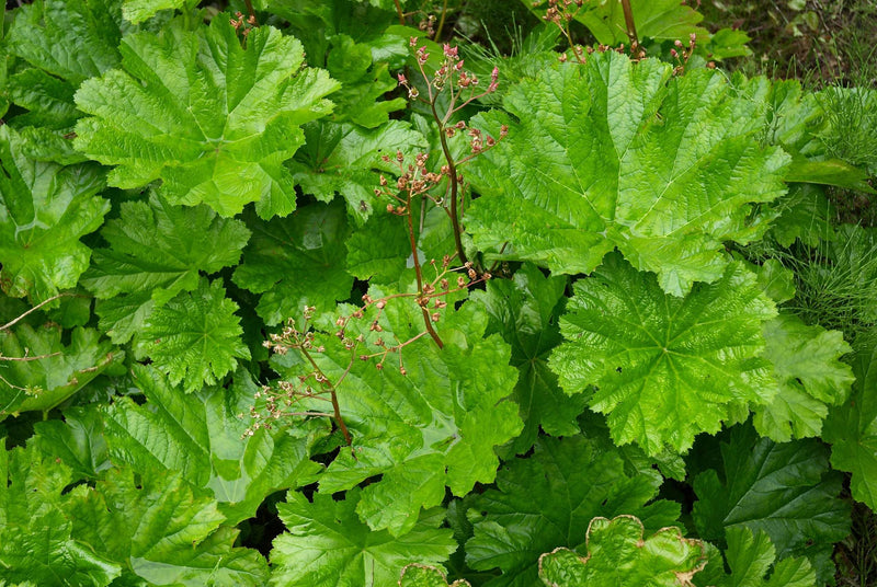 damera peltata marginal pond plants bp032