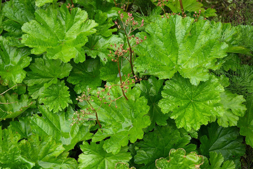 damera peltata marginal pond plants bp032