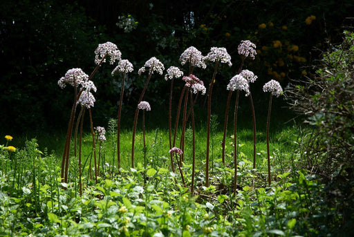 damera peltata marginal pond plants bp032