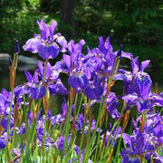 iris sibirica siberian flag iris bp068