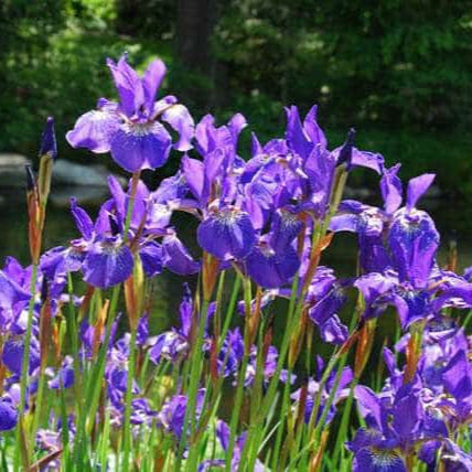 iris sibirica siberian flag iris bp068