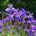 Iris sibirica (Siberian Flag Iris)