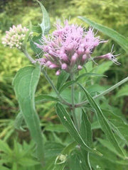 eupatorium cannabinum hemp agrimony marginal pond plants bp038