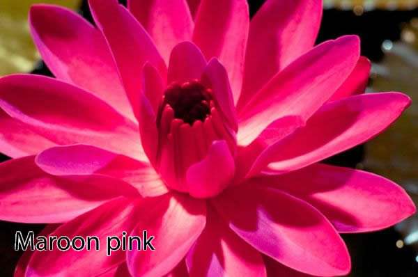 Nymphaea 'Maroon Pink' Tropical