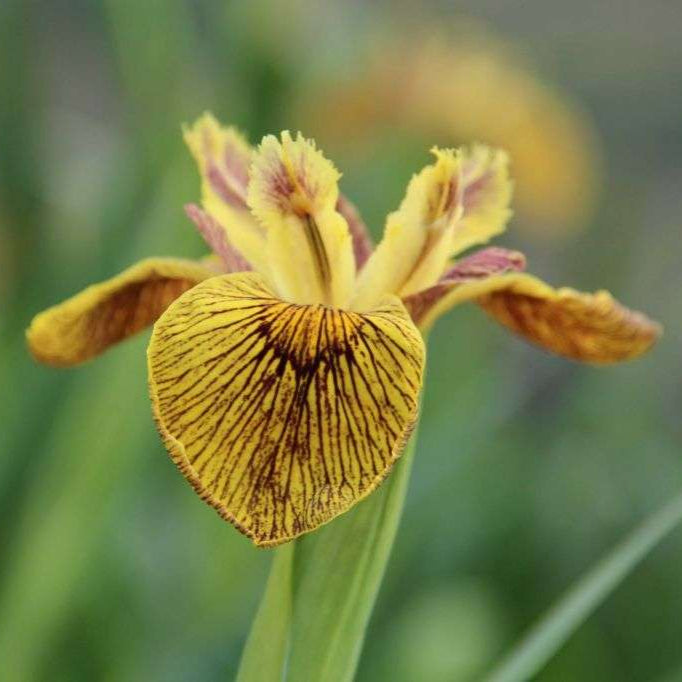Iris pseudacorus 'Berlin Tiger'