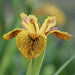 Iris pseudacorus 'Berlin Tiger'
