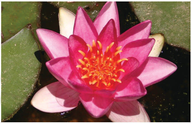 Nymphaea 'Ellisiana'