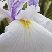 iris ensata emotion marginal pond plants bp057