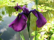 iris ensata ruby king marginal pond plants bp067a