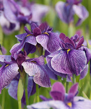 iris ensata activity marginal pond plants bp051