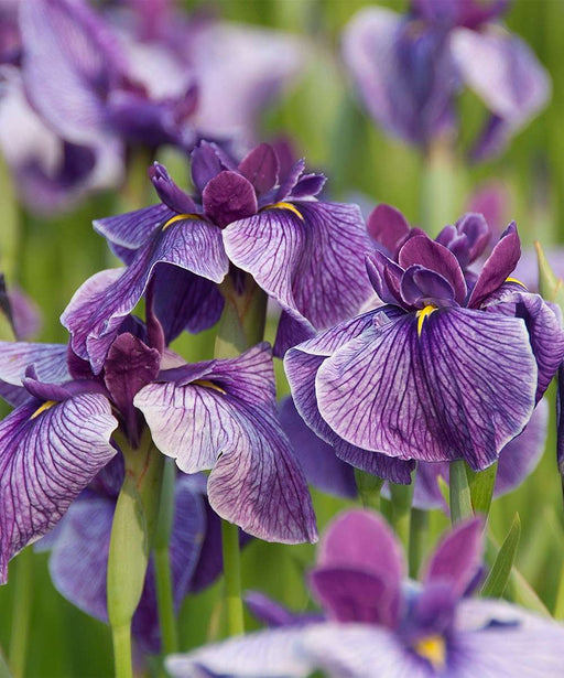 iris ensata activity marginal pond plants bp051