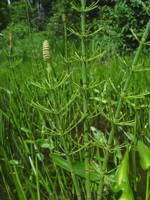equisetum fluviatile marginal pond plants mp034