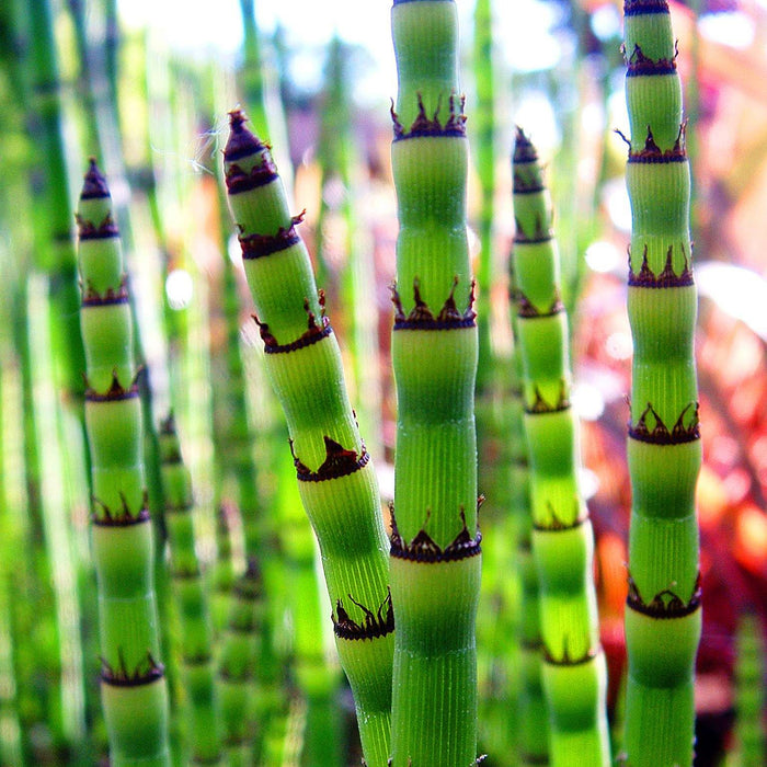 Equisetum hyemale (Dutch Rush)