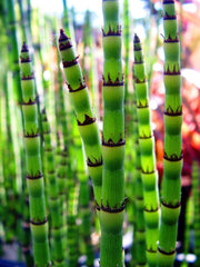 equisetum robustum black barred horsetail marginal pond plants mp036