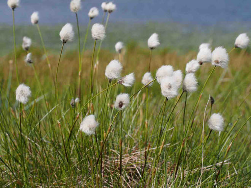 eriophorum scheuchzeri bog and rivers marginal pond plants mbp037