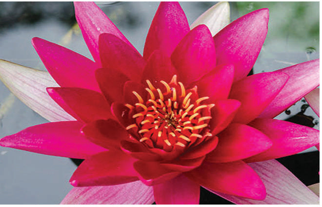 Nymphaea 'Escarboucle'