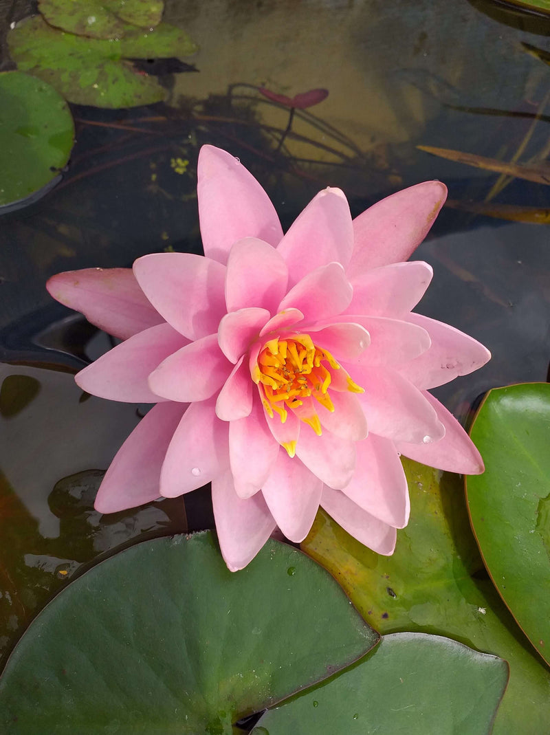 Nymphaea 'Fabiola'