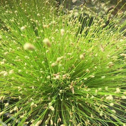 scirpus cernuus fibre optic plant marginal pond plants pond plants water plants ox025
