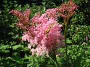 filipendula rubra venusta magnifica marginal pond plants bp039