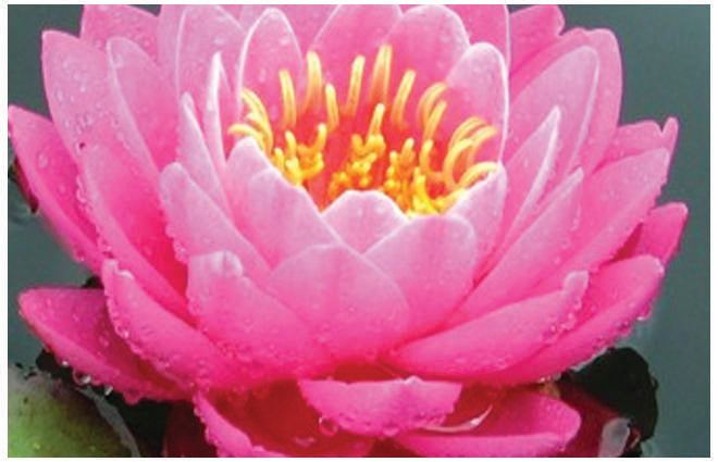 Nymphaea 'Fire Opal'